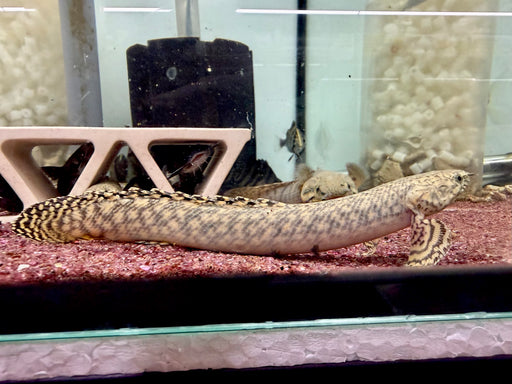 * Polypterus * Polypterus Ornatipinnis (Ornate Birchir) WILD 15-17cm