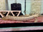* Polypterus * Polypterus Ornatipinnis (Ornate Birchir) WILD 15-17cm