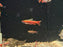 * Tetra/Barb  * Nannostomus mortenthaleri (Coral Red Pencil fish)