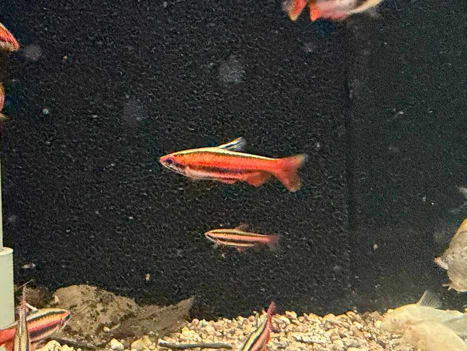 * Tetra/Barb  * Nannostomus mortenthaleri (Coral Red Pencil fish)