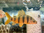 * Other Species * Distichodus Sexfaciatus “majestic shelter” 15-18cm