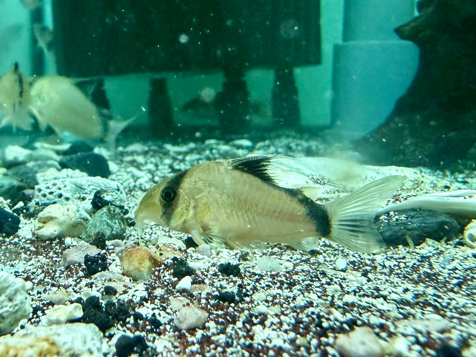 * Corydoras * Hoplisoma Metae (Bandit Cory) 4cm