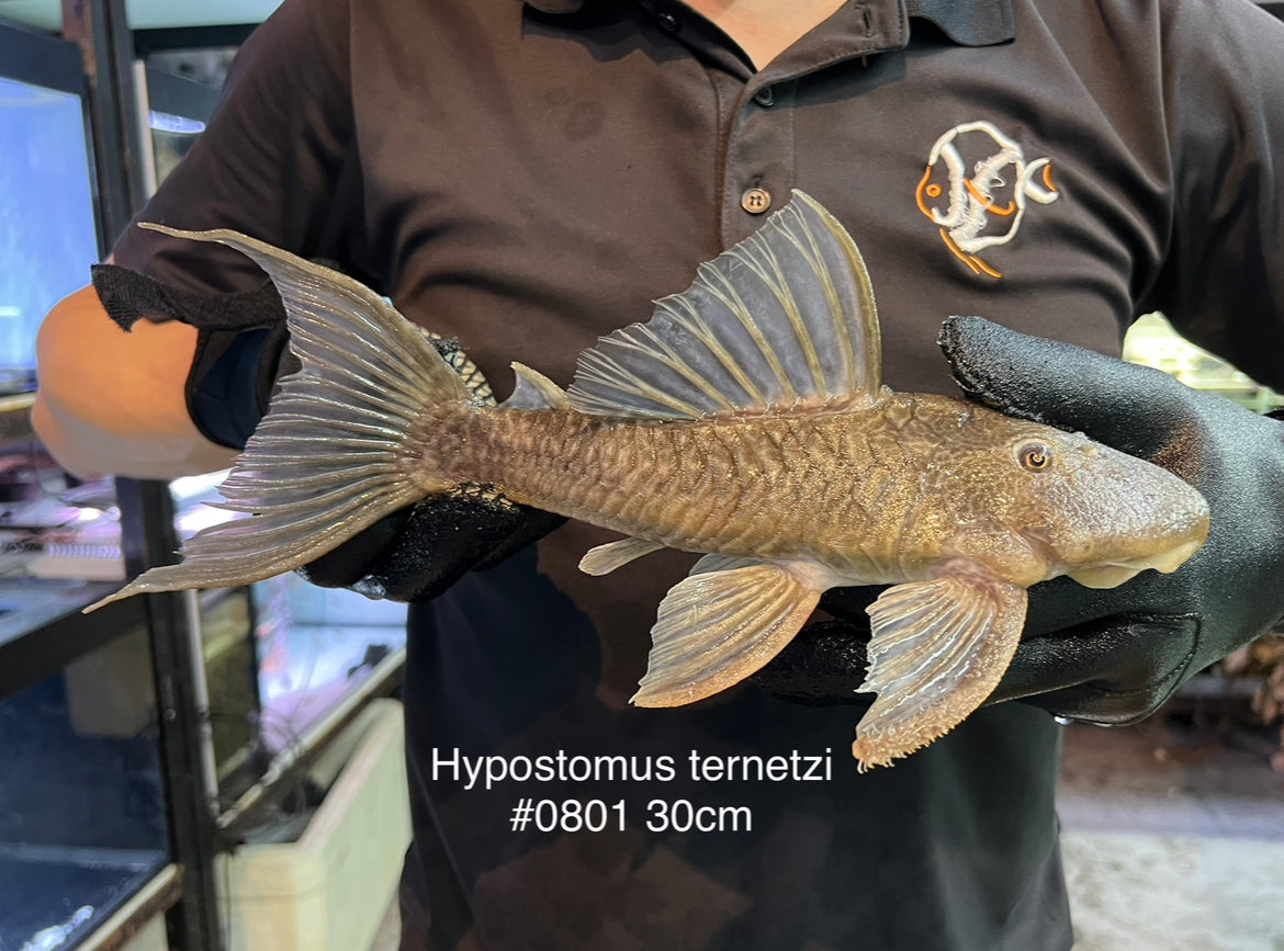 * Pleco *  Hypostomus ternetzi #0801 30cm (Actual piece)