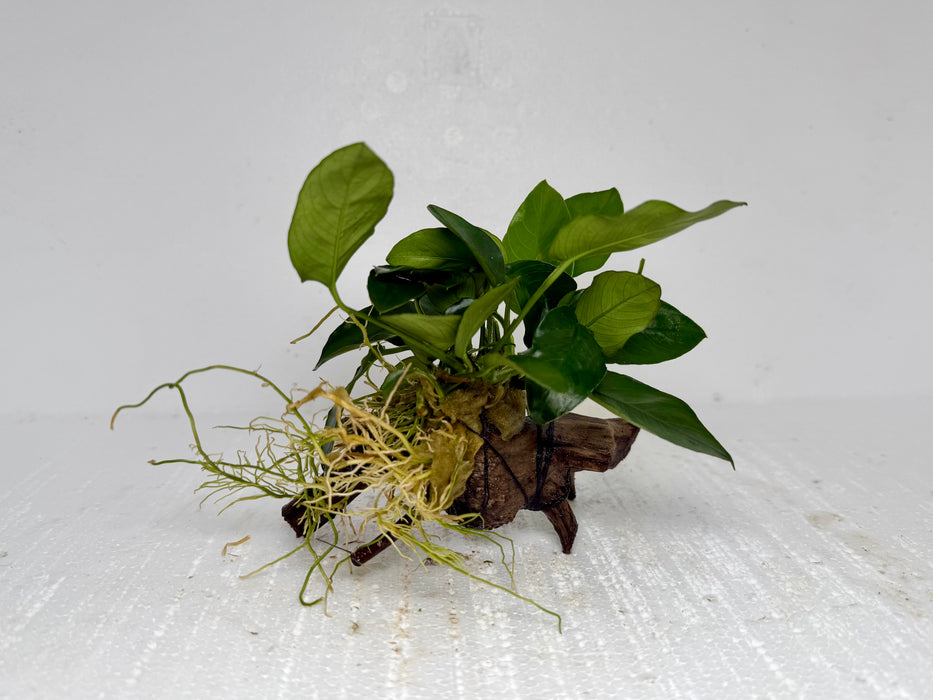 * Plants* Anubias Nana On Spiderwood #45