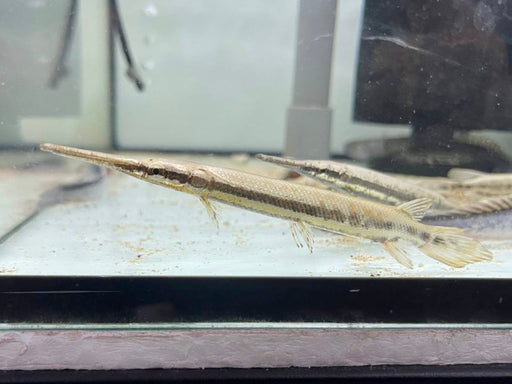 * Other Species * Lepisosteus platyrhincus (Florida Gar) 8-10cm