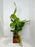 * Plants* Anubias Nana on Rock #06
