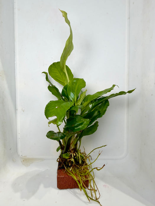 * Plants* Anubias Nana on Rock #06