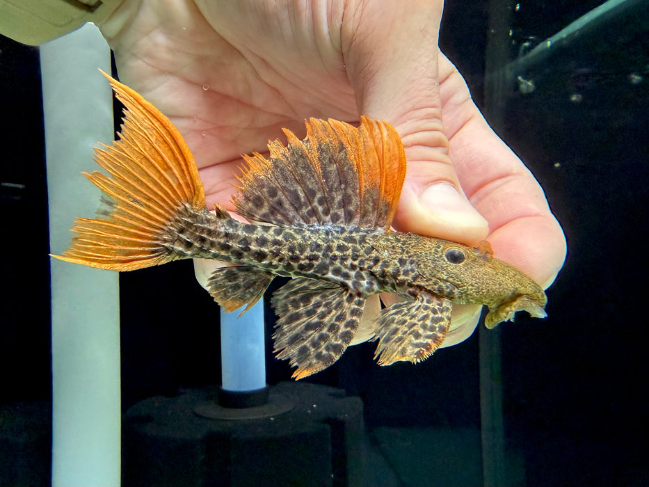 * Pleco * Pseudacanthicus leopardus (L600) “Wild” Full Red Tail! 11cm #60001 (Actual Piece)