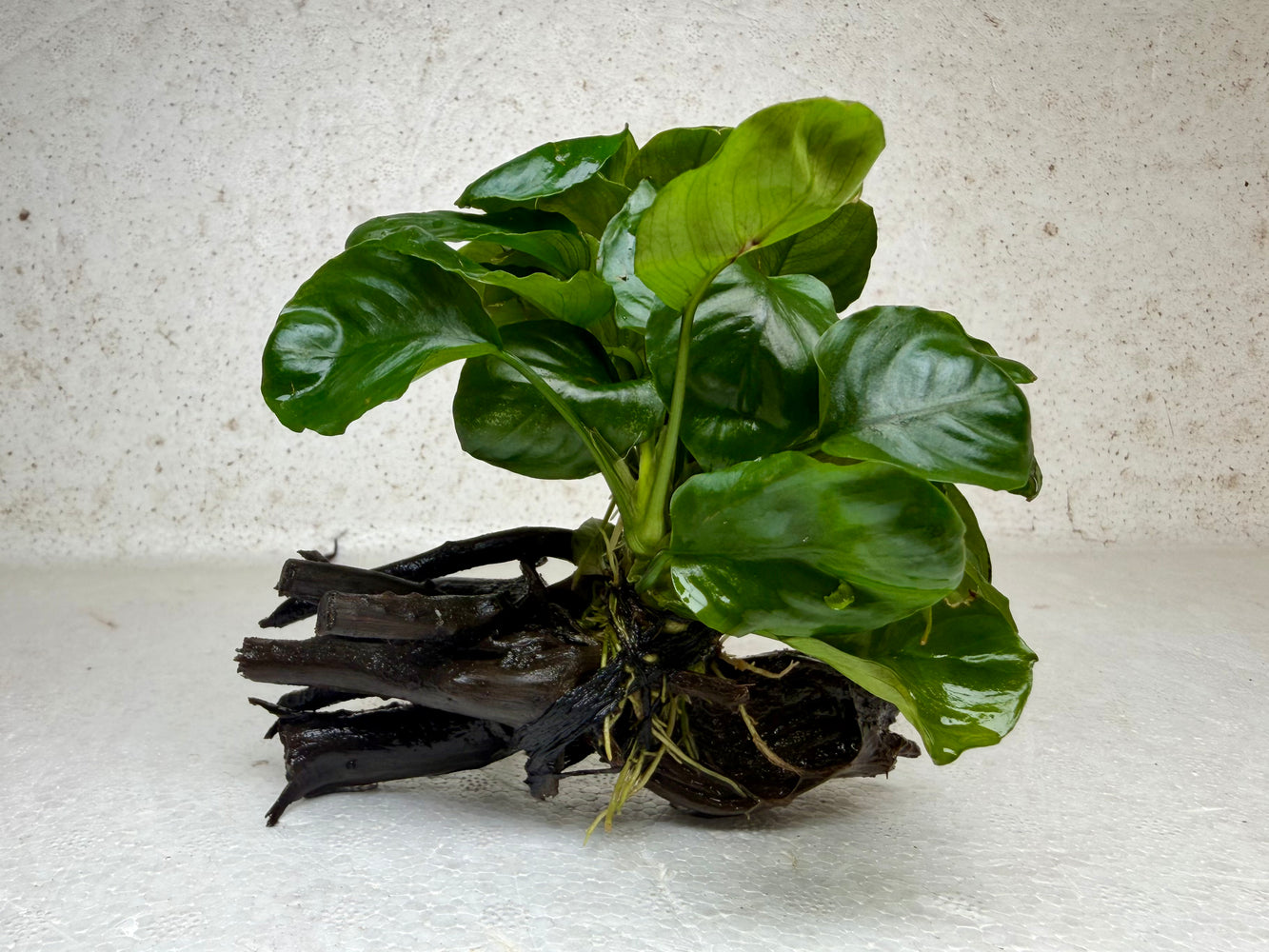 * Plants * Anubias Coin Nana on Spiderwood #166