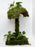 * Plants * Mushroom Moss Hut #MMH