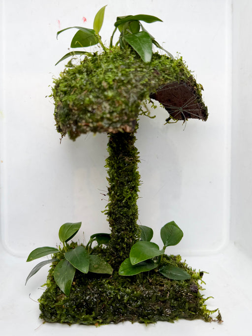 * Plants * Mushroom Moss Hut #MMH