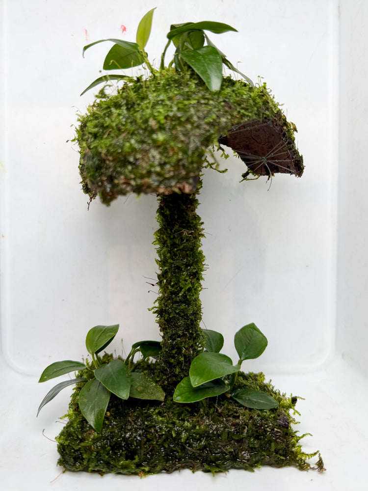 * Plants * Mushroom Moss Hut #MMH