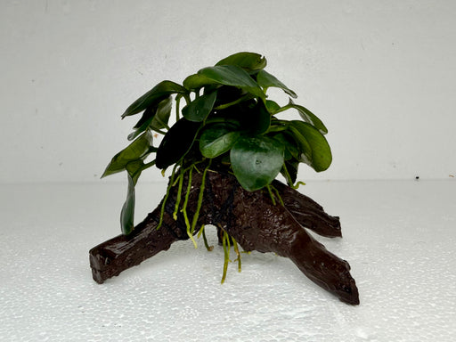 * Plants* Anubias Nana Petite on Spiderwood #124