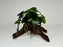 * Plants* Anubias Nana Petite on Spiderwood #124