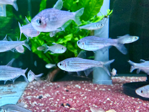 * Tetra/Barb  * Hyphessobrycon hexastichos (Six-striped Tetra)