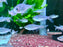 * Tetra/Barb  * Hyphessobrycon hexastichos (Six-striped Tetra)
