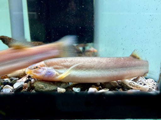 * Other Species * Lepidocephalus Nanensis (Nan Spirit Loach) 8-10cm