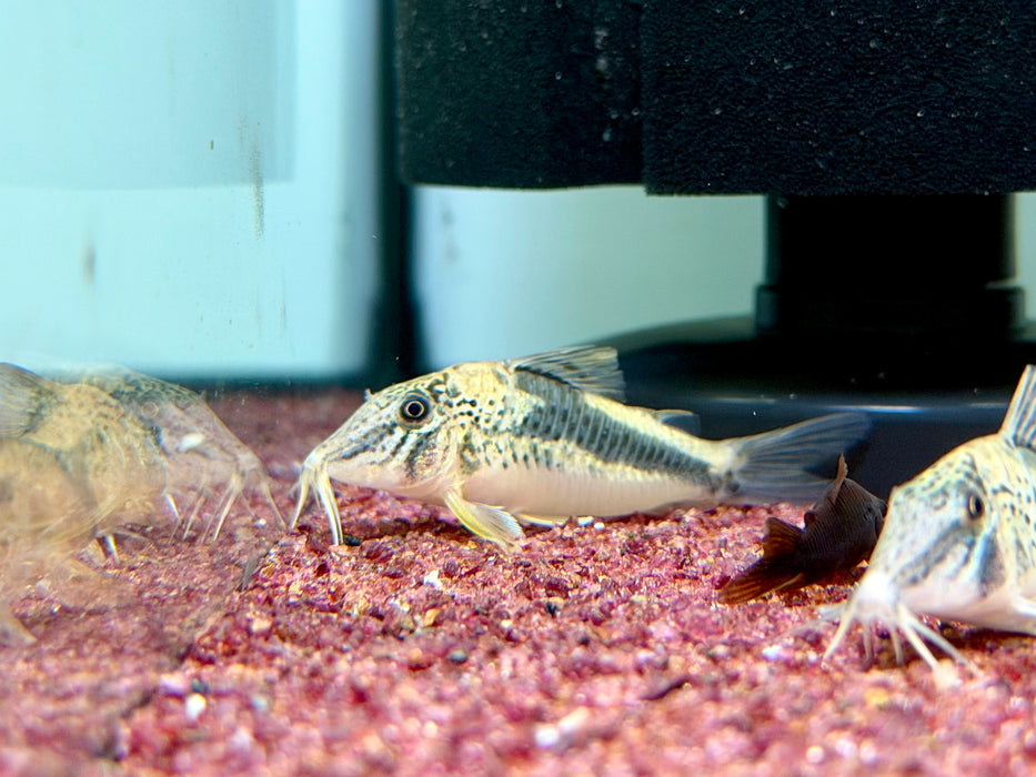 * Corydoras * Corydoras Fowleri 4-5cm