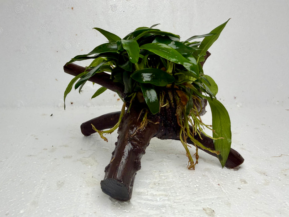 * Plants * Anubias Glabra on Spiderwood #156