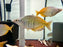 * Tetra/Barb  * Melanotaenia boesemani “WILD” (Boesemani Rainbowfish) “Lake Uter”