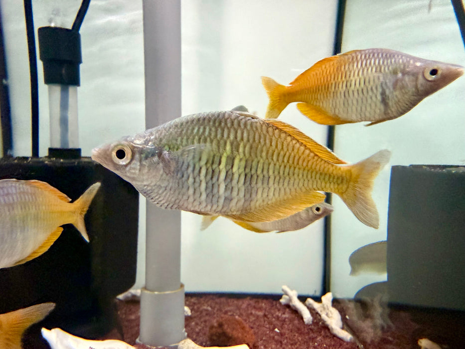 * Tetra/Barb  * Melanotaenia boesemani “WILD” (Boesemani Rainbowfish) “Lake Uter”
