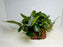 * Plants* Anubias Nana on Rock #08