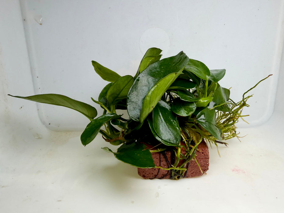* Plants* Anubias Nana on Rock #08