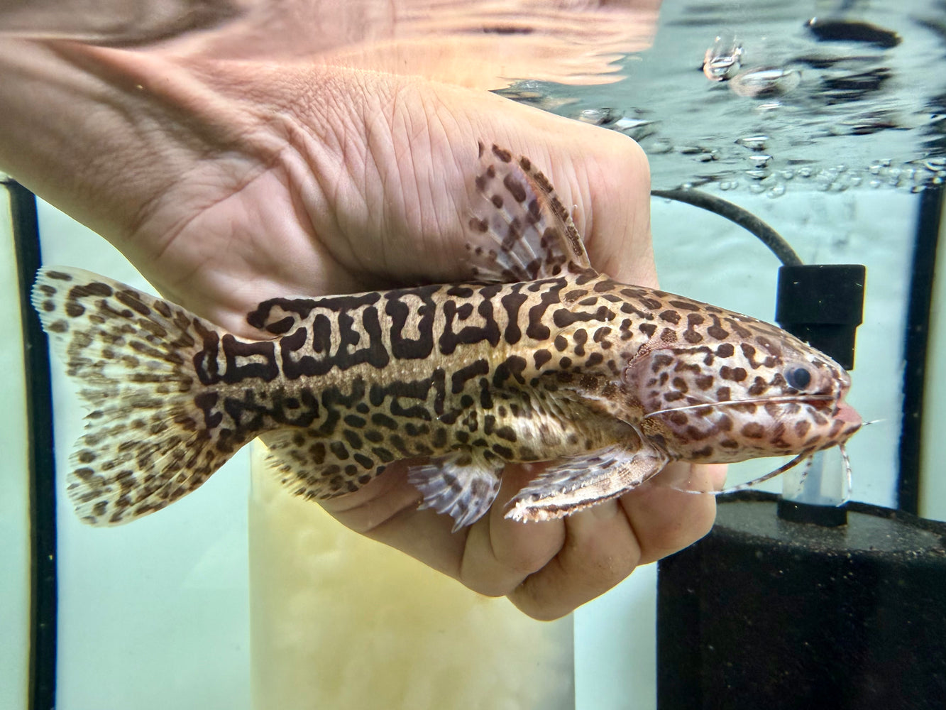 * Catfish * Liosomadoras oncinus "Jaguar Catfish" 14cm #JCB13