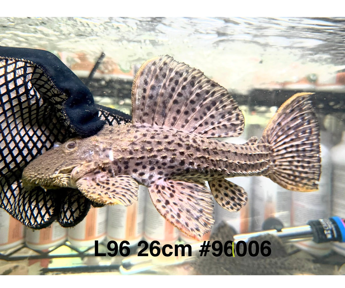 * Pleco *  Pseudacanthicus spinosus (L96 pleco) 26cm #96006 (Actual piece)