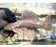 * Pleco *  Pseudacanthicus spinosus (L96 pleco) 26cm #96006 (Actual piece)