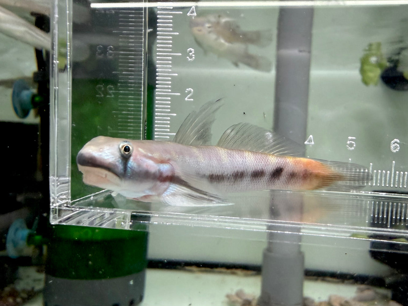 * Other Species * Sicyopterus lagocephalus (Red Tail Rock Goby)
