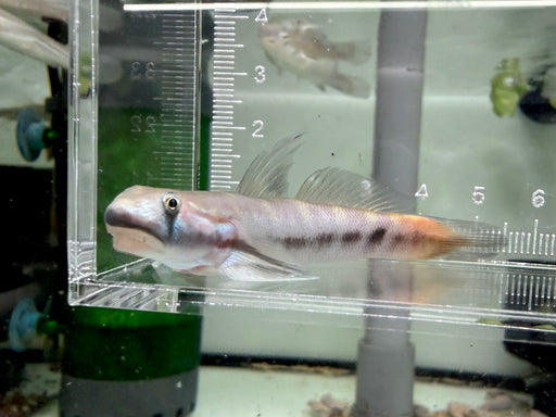 * Other Species * Sicyopterus lagocephalus (Red Tail Rock Goby)
