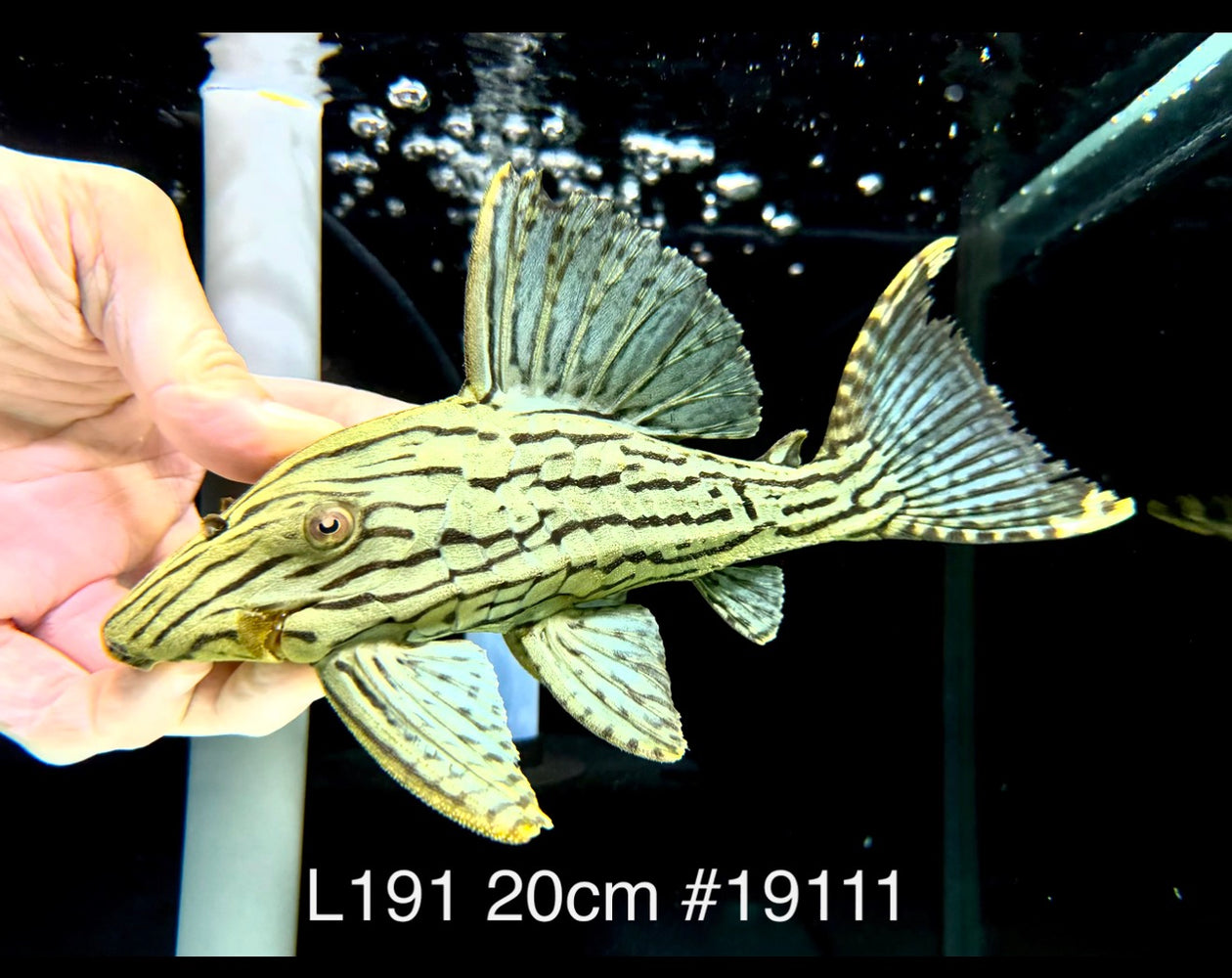 * Pleco *  Panaque nigrolineatus (L191) 20cm #19111 (Actual piece)