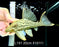 * Pleco *  Panaque nigrolineatus (L191) 20cm #19111 (Actual piece)