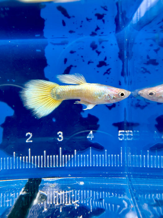 * Livebearers *  24K Gold Guppy