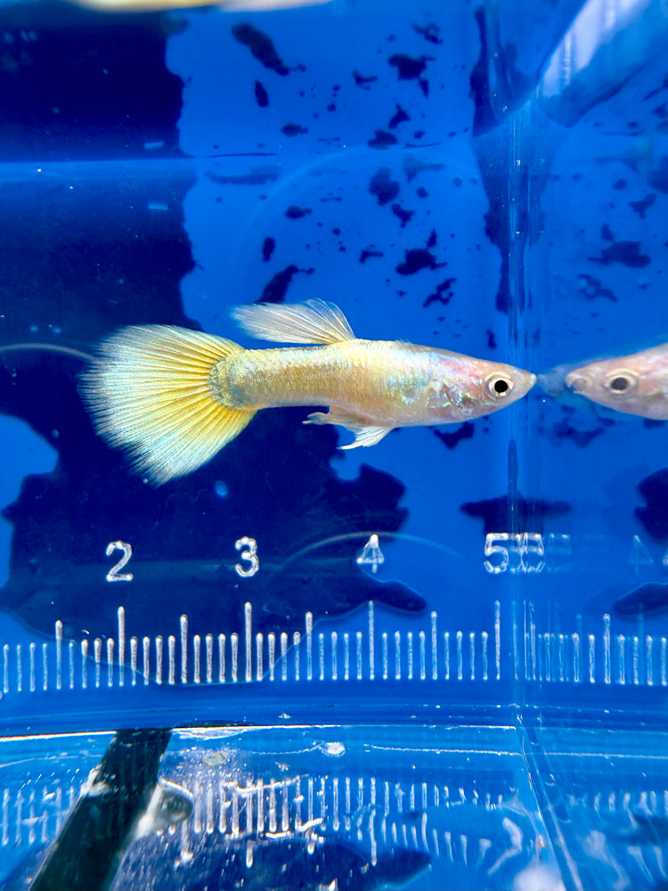 * Livebearers *  24K Gold Guppy