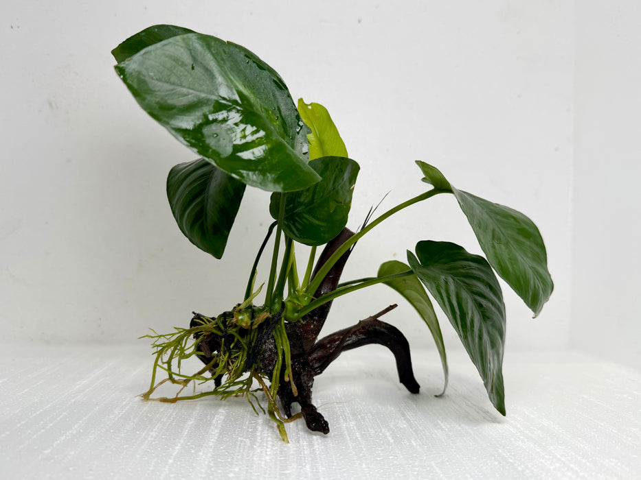 * Plants* Anubias Nana on Spiderwood #111