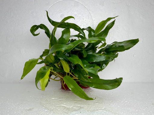 * Plants * Anubias Afzelli on Rock #22