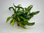 * Plants * Anubias Afzelli on Rock #22