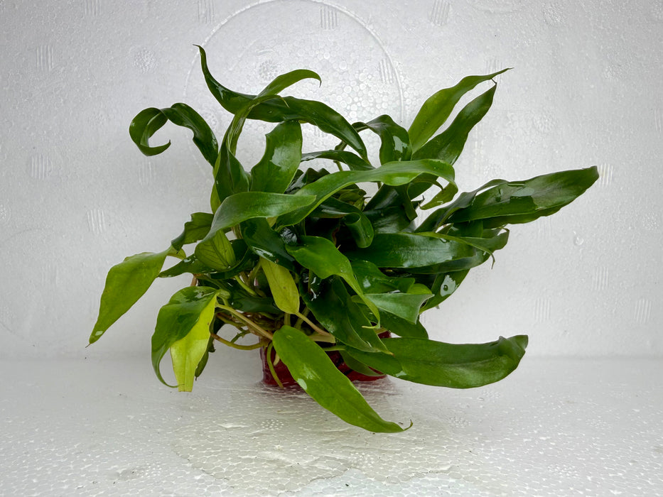 * Plants * Anubias Afzelli on Rock #22
