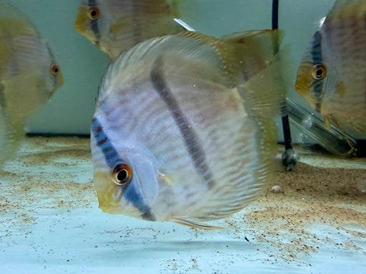* Discus/Angelfish * Unini Blue Face Heckel WILD 10-12cm