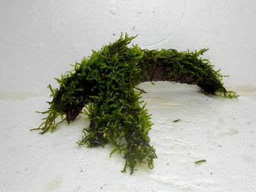 * Plants* Java Moss on Spiderwood #05