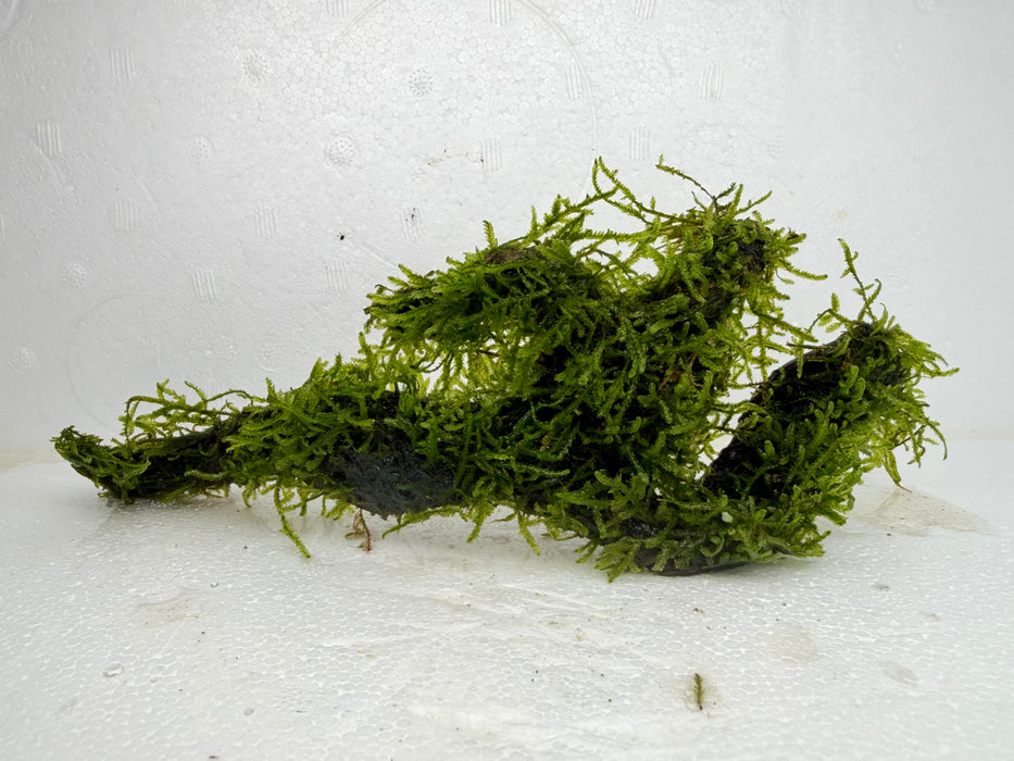 * Plants* Java Moss on Spiderwood #04