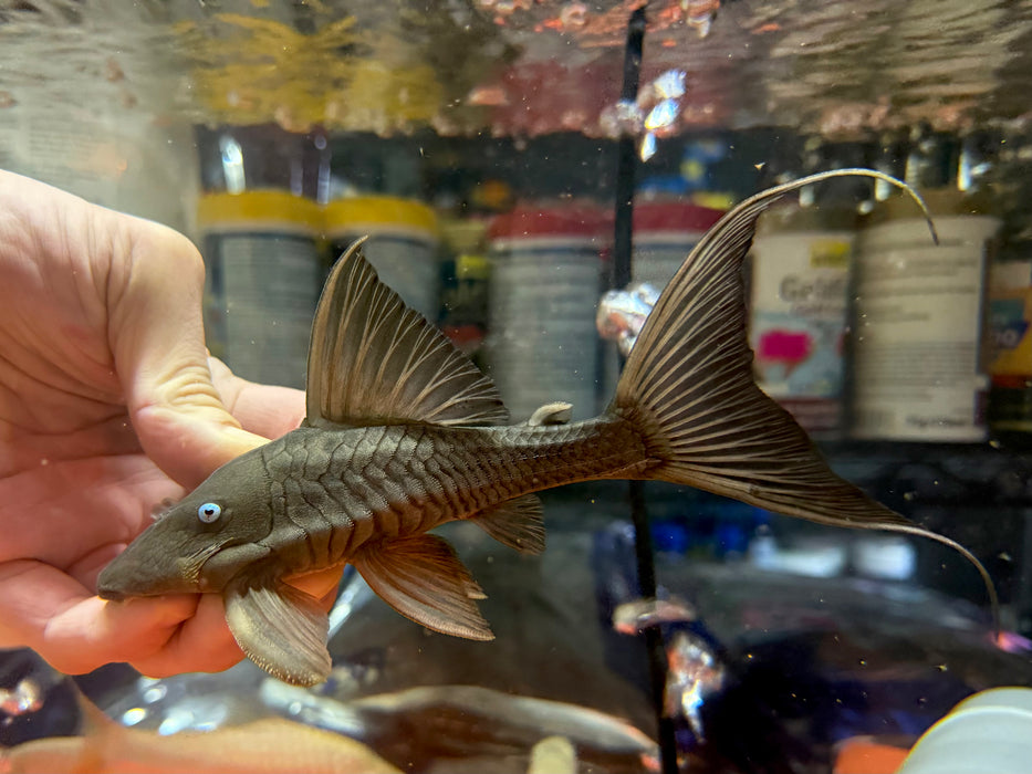 * Pleco *  Blue Eye Cochlidon (BEC) 18cm #Bec12 (Actual piece)