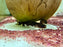 * Catfish * Centromochlus Musaicus (Tatia Musaica) 5-7cm