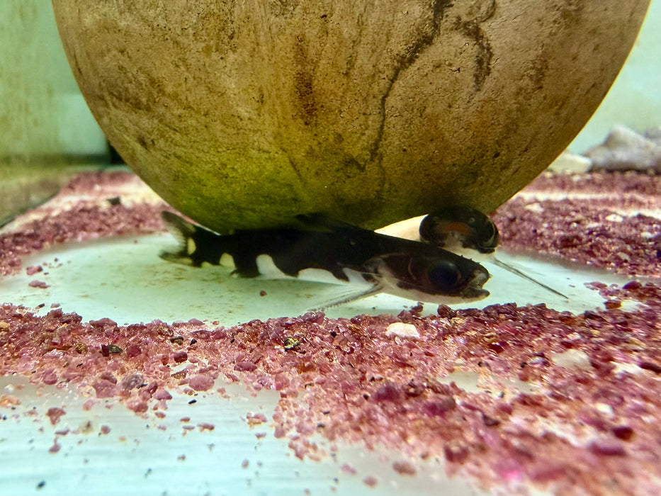 * Catfish * Centromochlus Musaicus (Tatia Musaica) 5-7cm