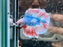 * Betta * Junior DTHM Doubletail Halfmoon (Actual Fish) #06