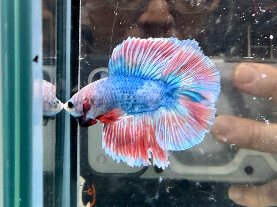 * Betta * Junior DTHM Doubletail Halfmoon (Actual Fish) #06