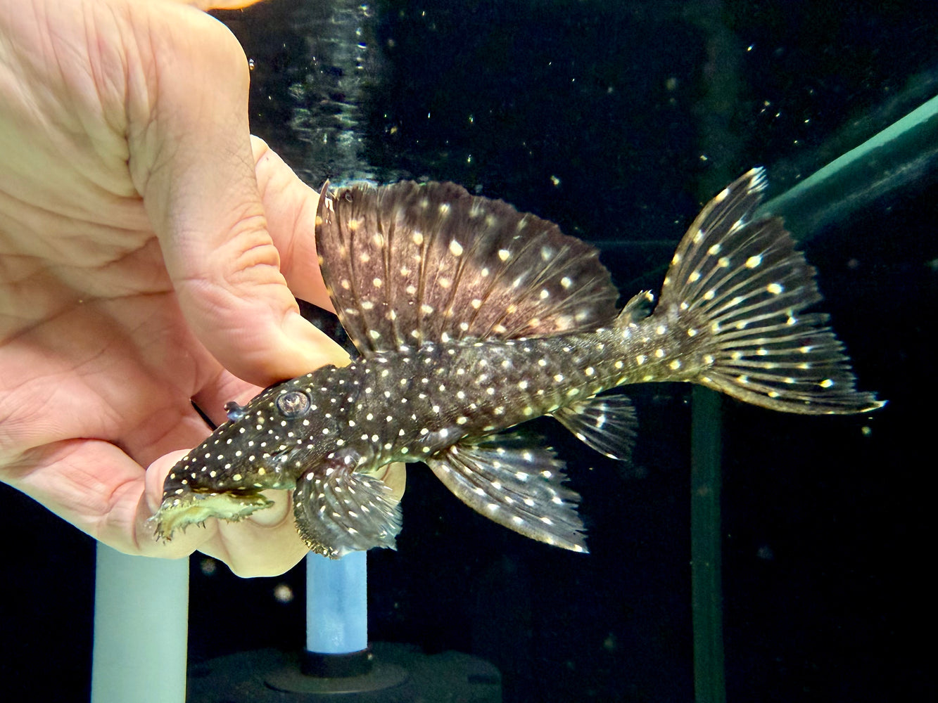 * Pleco *  Leporacanthicus cf. galaxias (L240) "Vampire Pleco" 14-16cm