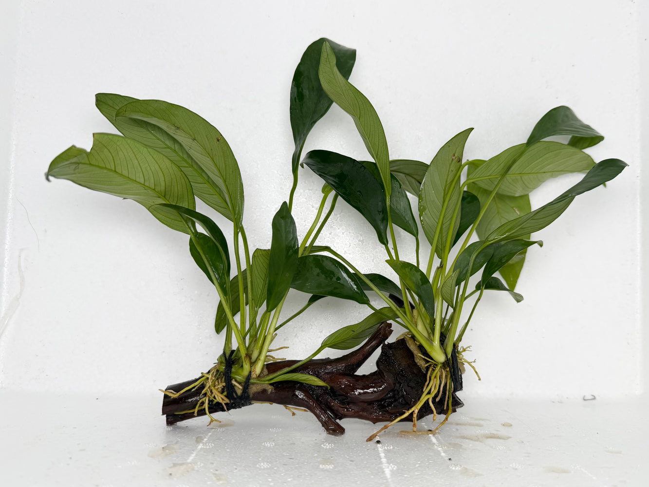* Plants* Anubias Nana on Spiderwood #88